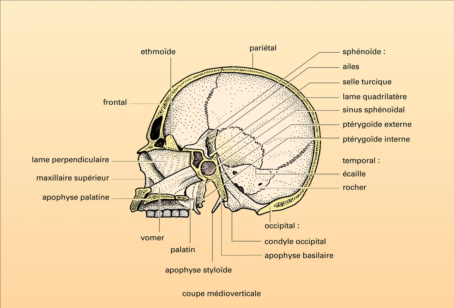 Massif facial : disposition et structure - vue 2