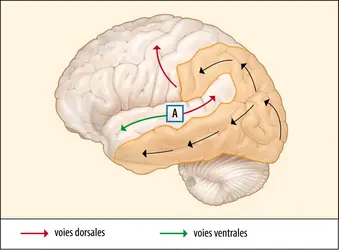 Les deux voies de la compréhension de la parole - crédits : Encyclopædia Universalis France