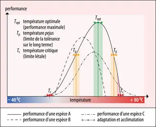 Courbes de réponse de performances physiologiques d’organismes à la température - crédits : Encyclopædia Universalis France