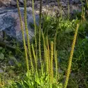 Plantain - crédits : evdohaspb/ Fotosearch LBRF/ Age Fotostock