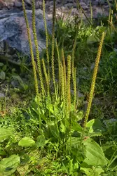 Plantain - crédits : evdohaspb/ Fotosearch LBRF/ Age Fotostock