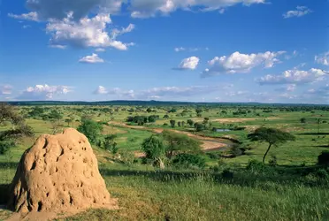 Paysage de Tanzanie (steppe) - crédits : John Beatty/ The Image Bank/ Getty Images