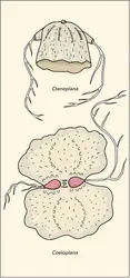 Platycténides - crédits : Encyclopædia Universalis France