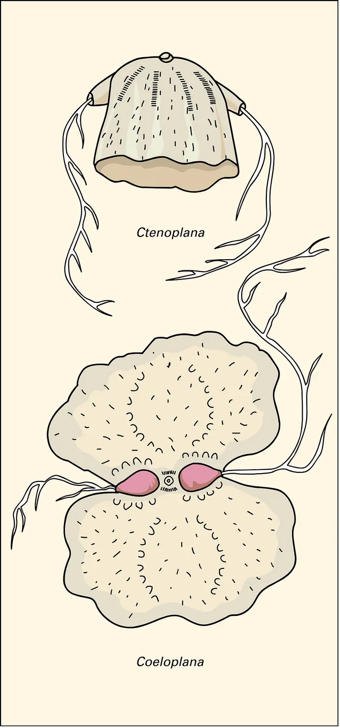 Platycténides