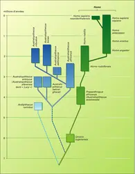 Hominidés : arbre phylogénétique - crédits : Encyclopædia Universalis France