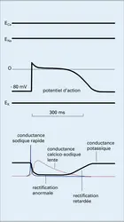 Variations de conductances ioniques lors du potentiel d'action cardiaque - crédits : Encyclopædia Universalis France
