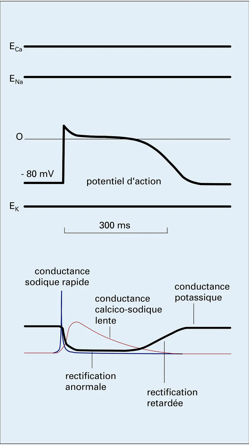 Variations de conductances ioniques lors du potentiel d'action cardiaque