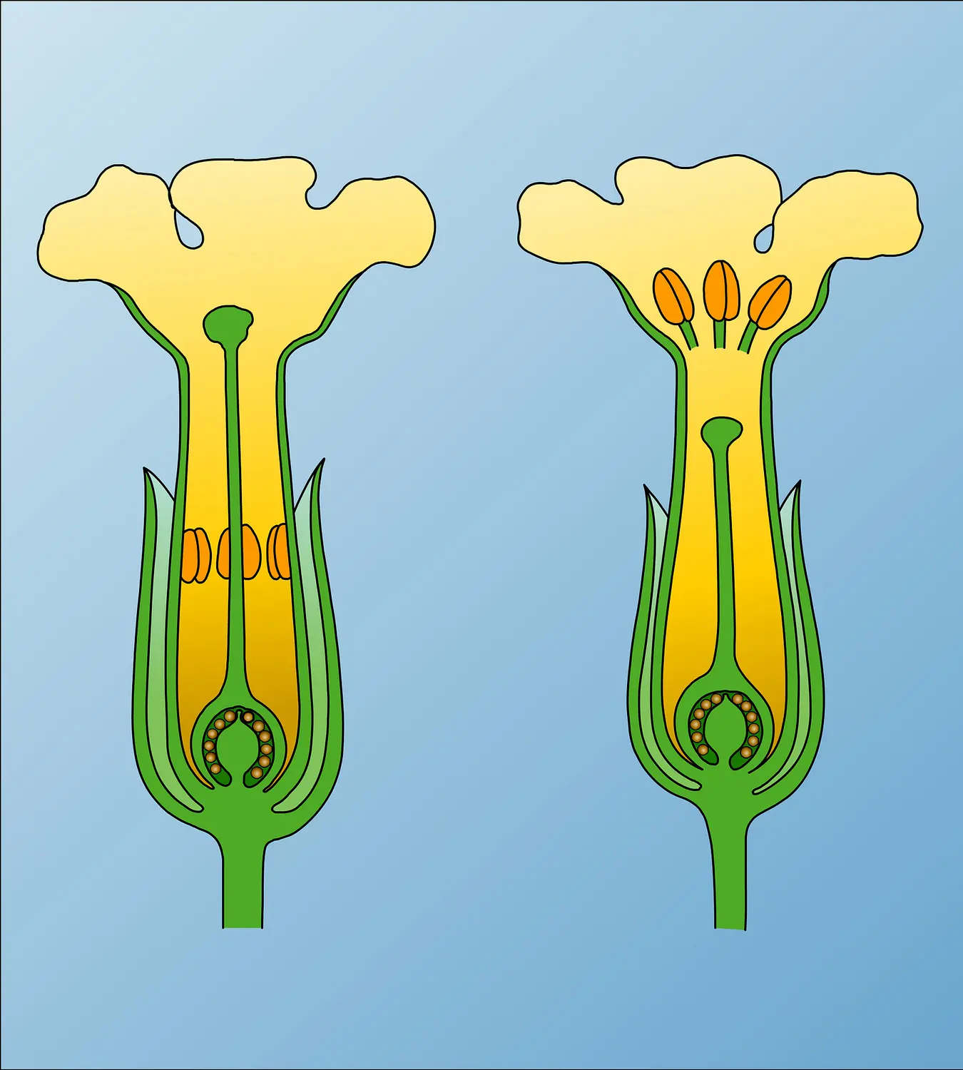 Primevère : fleurs