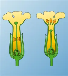 Primevère : fleurs - crédits : Encyclopædia Universalis France