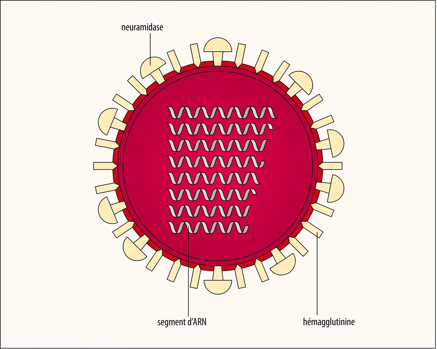 Virus de la grippe