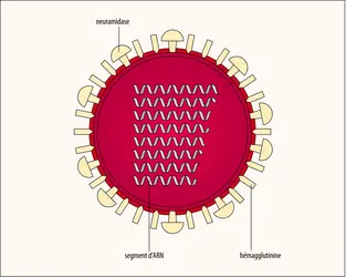 Virus de la grippe - crédits : Encyclopædia Universalis France
