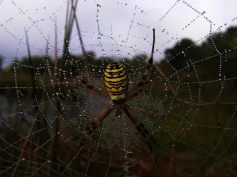 Épeire fasciée, araignée - crédits : B. De Reviers