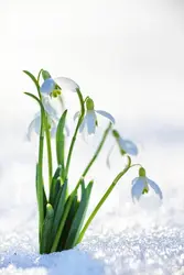 Perce-neige - crédits : rolfo/ Moment/ getty Images