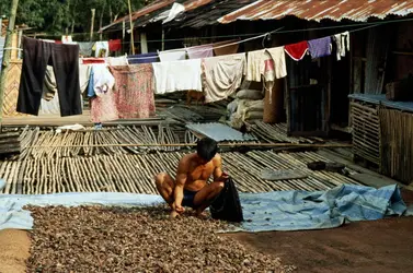 Séchage du cacao - crédits : Glen Allison/ The Image Bank/ Getty Images