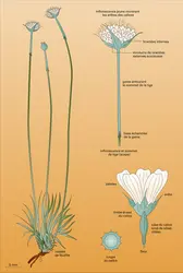 <it>Armeria arenaria</it> (Pers.) Schult - crédits : Encyclopædia Universalis France