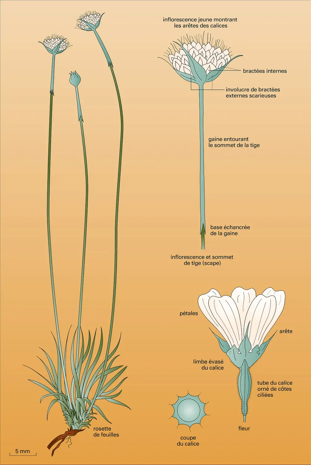 <it>Armeria arenaria</it> (Pers.) Schult