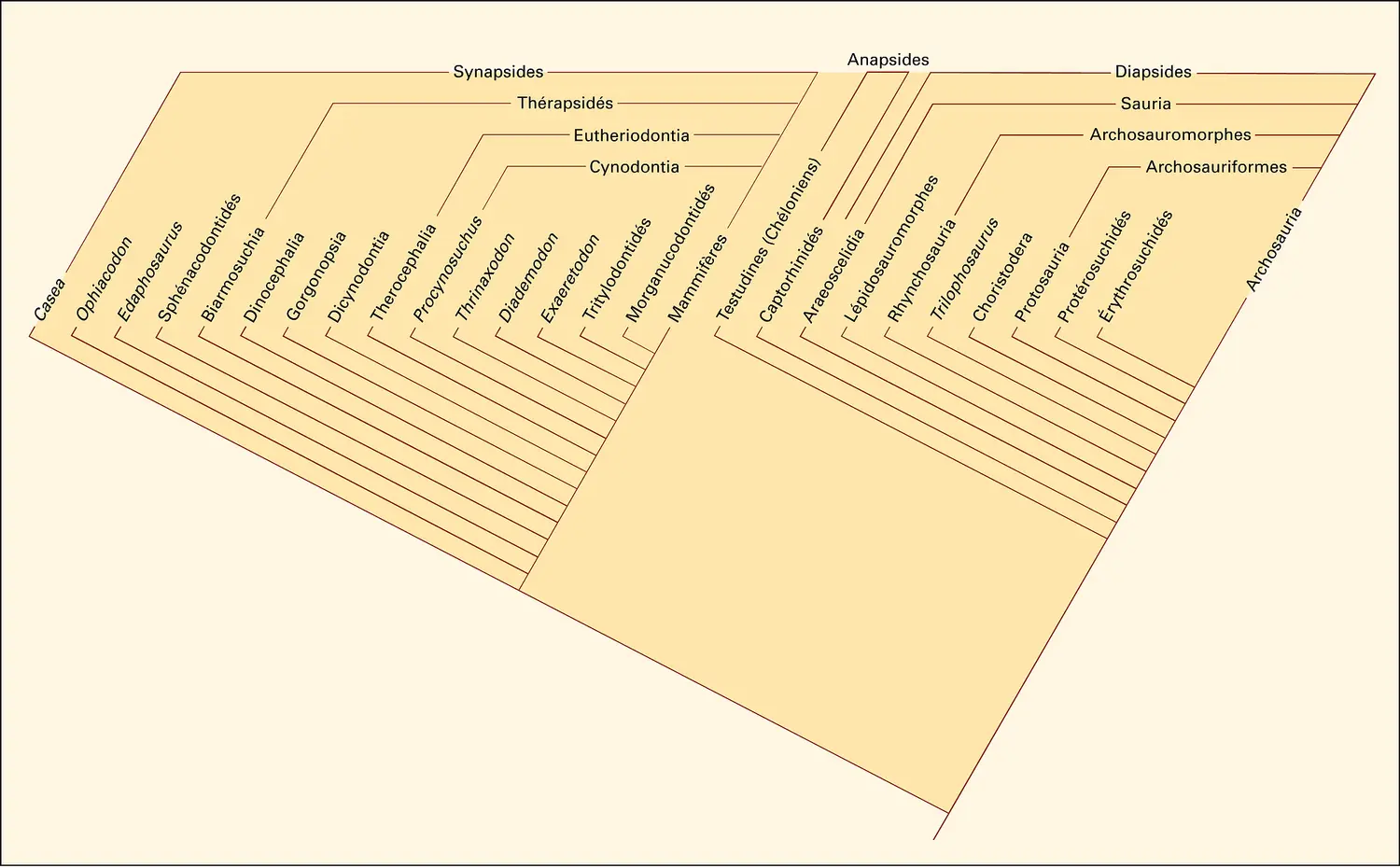 Amniotes : cladogramme