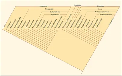 Amniotes : cladogramme - crédits : Encyclopædia Universalis France