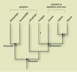 Phylogénie animale : classification des métazoaires - crédits : Encyclopædia Universalis France