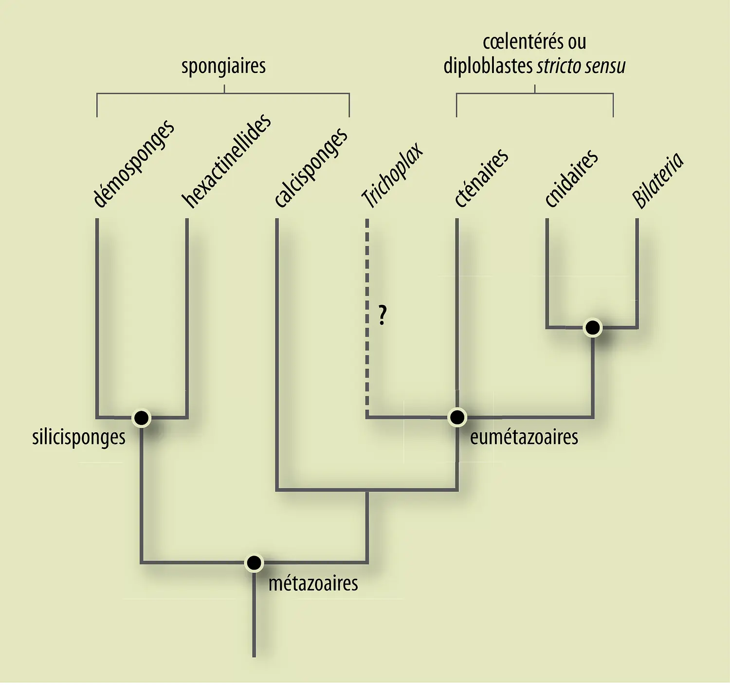Phylogénie animale : classification des métazoaires