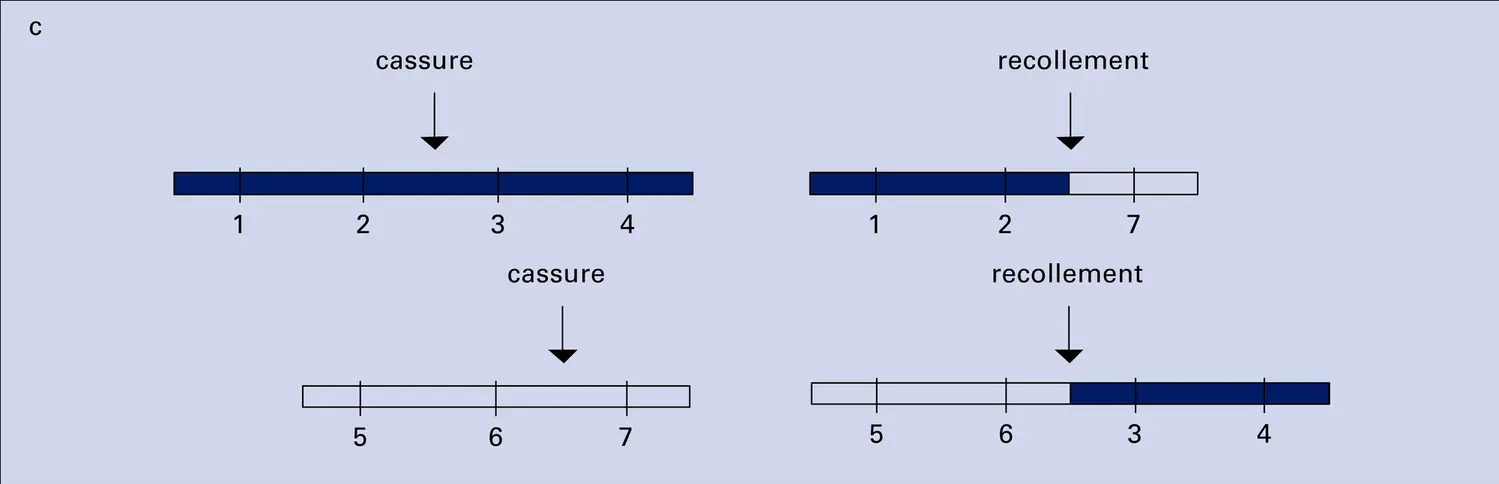 Remaniements chromosomiques - vue 3