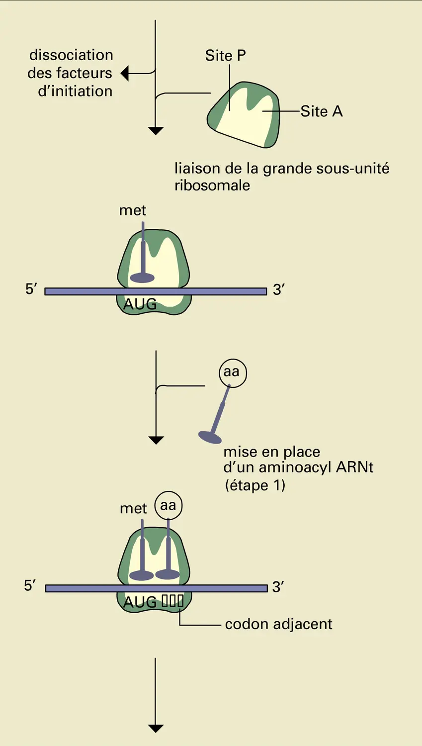 Traduction ribosomale de l'ARN messager - vue 2