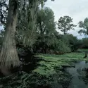 Bayou de Louisiane - crédits : F. Barbagallo/ DEA/ Getty Images