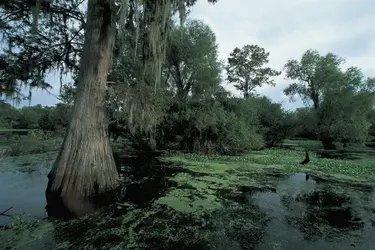 Bayou de Louisiane - crédits : F. Barbagallo/ DEA/ Getty Images