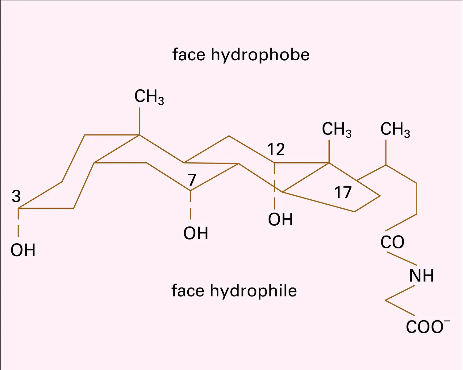 Acide glycocholique