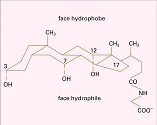 Acide glycocholique - crédits : Encyclopædia Universalis France