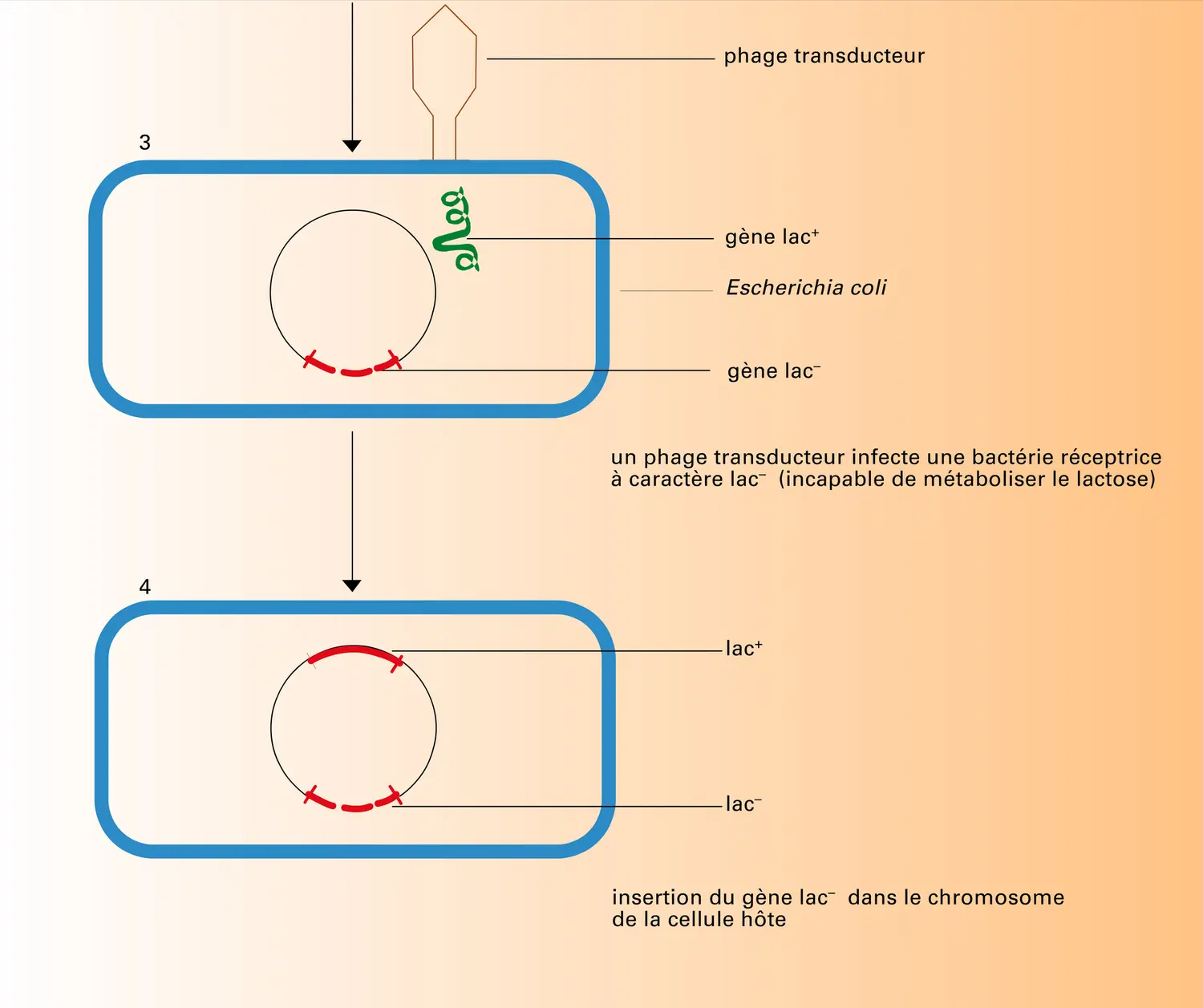 Transduction - vue 2