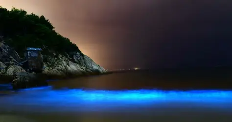Bioluminescence - crédits : Visual China Group/ Getty Images