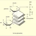 Amino-acides particuliers et formes glycosylées - crédits : Encyclopædia Universalis France
