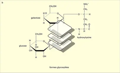 Amino-acides particuliers et formes glycosylées - crédits : Encyclopædia Universalis France