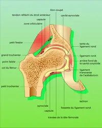 Hanche droite : coupe frontale - crédits : Encyclopædia Universalis France