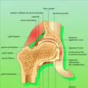 Hanche droite : coupe frontale - crédits : Encyclopædia Universalis France
