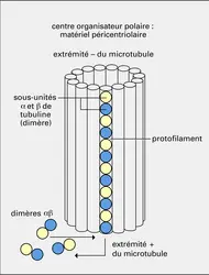 Polarité des microtubules polaires - crédits : Encyclopædia Universalis France