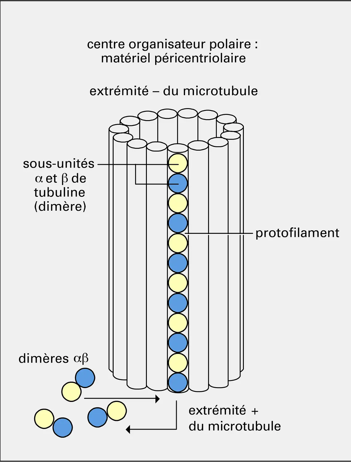 Polarité des microtubules polaires