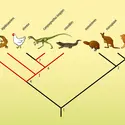 Cladogramme des amniotes - crédits : Encyclopædia Universalis France