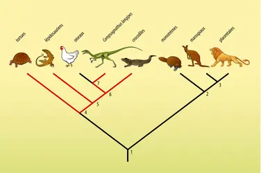 Cladogramme des amniotes - crédits : Encyclopædia Universalis France