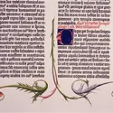 Livre de Job, Bible de Gutenberg - crédits : AKG-images