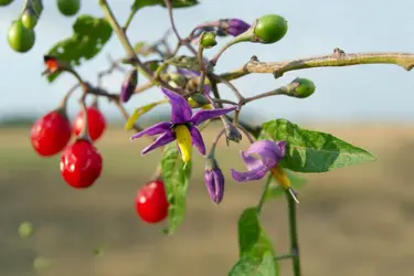 Morelle douce-amère - crédits : dadalia/ Fotosearch LBRF/ Age Fotostock