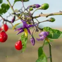 Morelle douce-amère - crédits : dadalia/ Fotosearch LBRF/ Age Fotostock