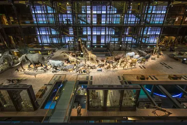 Grande Galerie de l’évolution du Muséum national d’histoire naturelle, Paris - crédits : MNHN - Bruno Jay