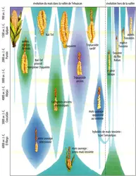 Premiers maïs : Mexique - crédits : Encyclopædia Universalis France