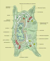 Cellule animale : anatomie - crédits : Encyclopædia Universalis France