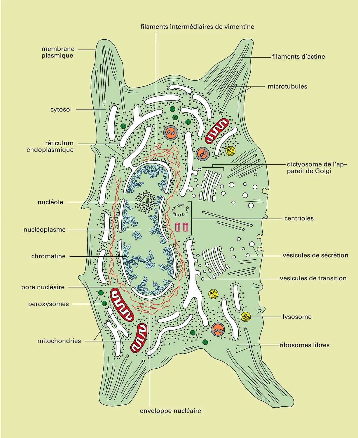 Cellule animale : anatomie