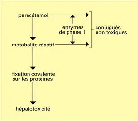 Paracétamol : biotransformation - crédits : Encyclopædia Universalis France