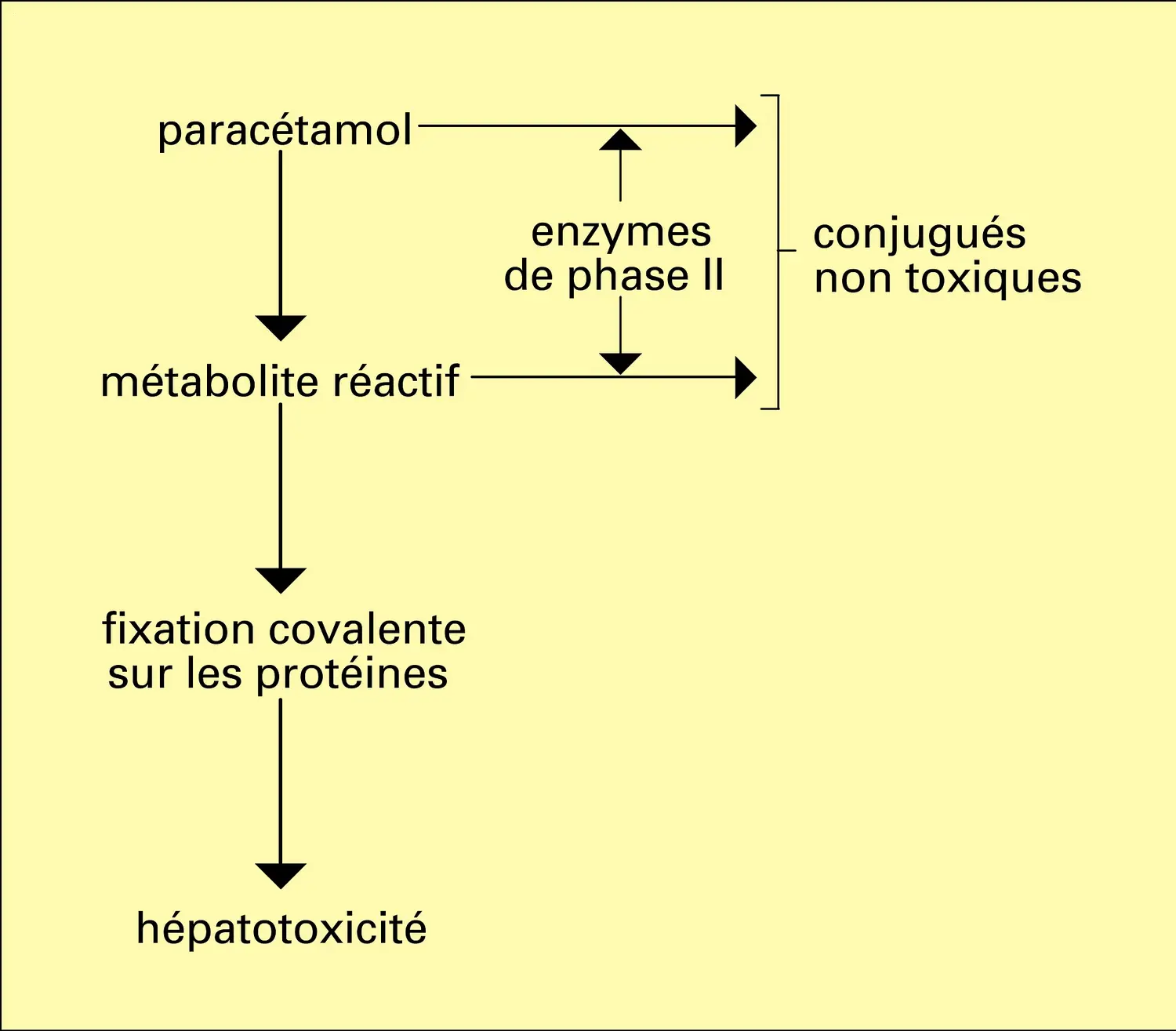 Paracétamol : biotransformation