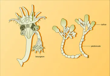 Loxosomella et Urnatella - crédits : Encyclopædia Universalis France